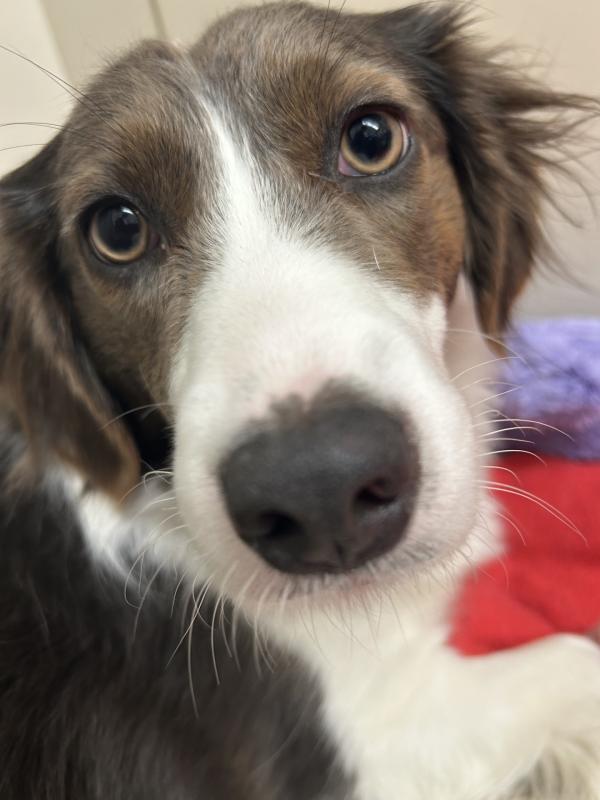 Brown and white dog looking at camera